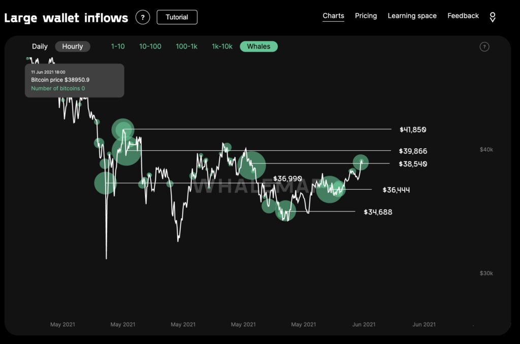 WhaleMap