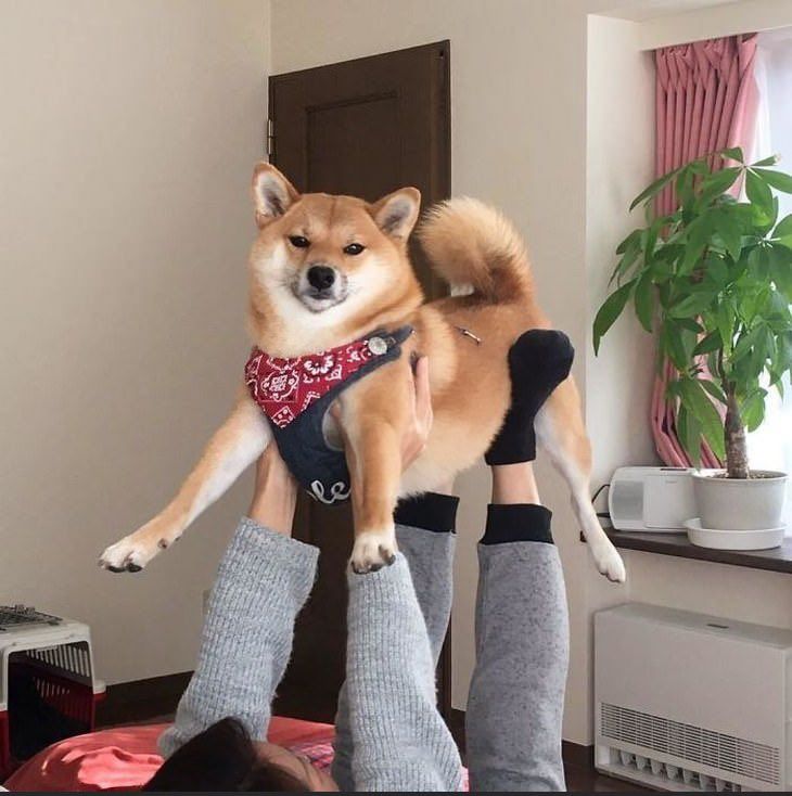 Шутка про Dogecoin и Shiba Inu